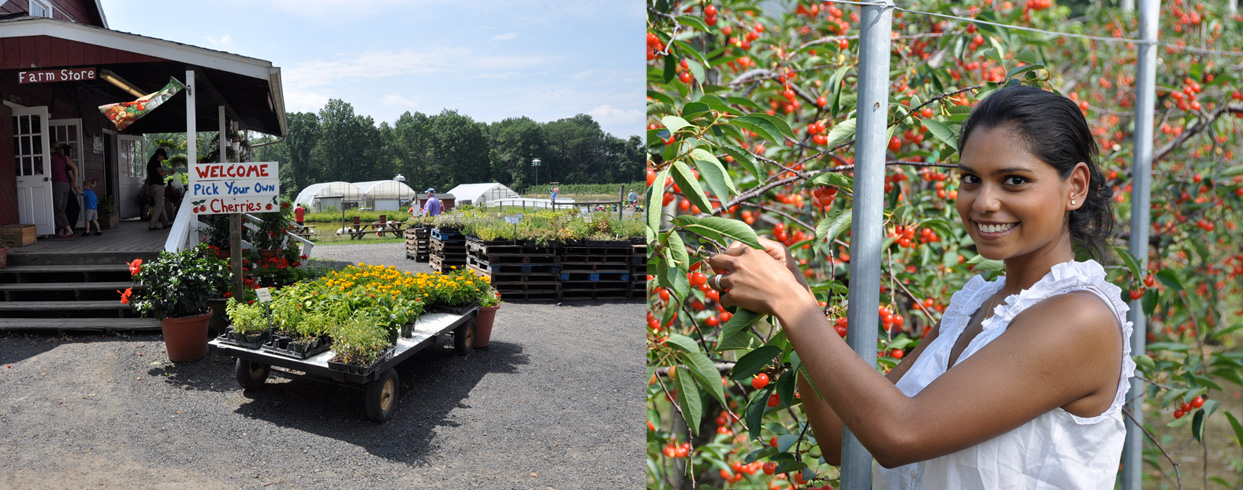 Picking Cherries in New Jersey 